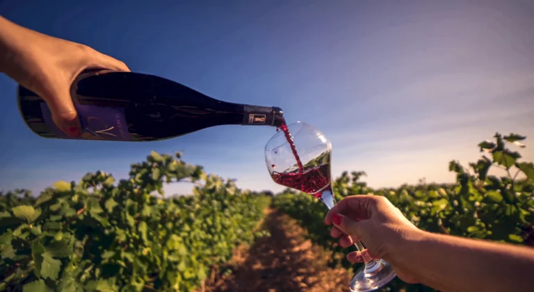 Domaine Claudine Vigne à Montfrin : production de vins bio et végan sur le terroir des galets roulés du Gard - Membre d'excellence du réseau CHANGEMENTS